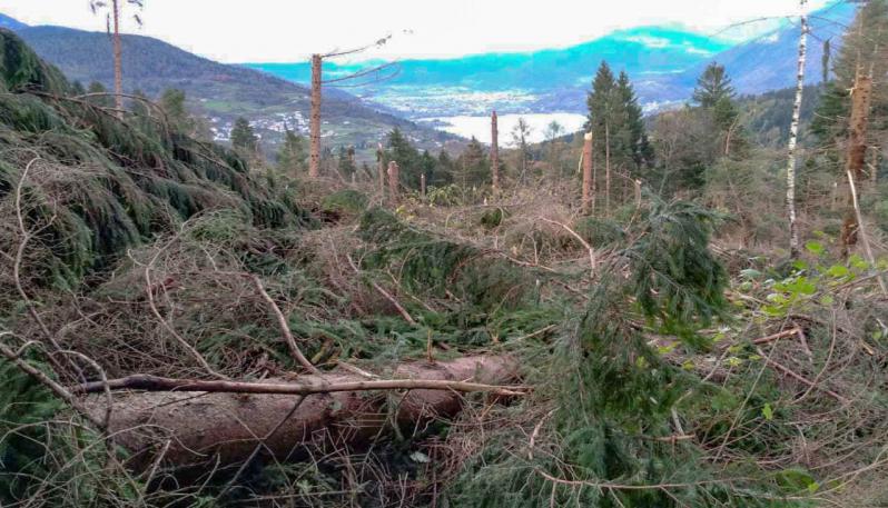 Vaia Ad Asiago: La Riforestazione Premia La Biodiversità