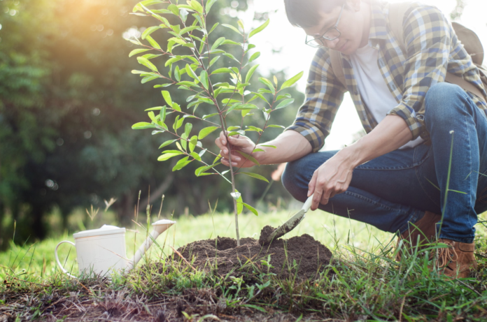 piantare alberi suolo schio