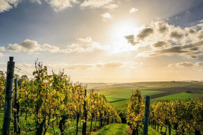 Turismo enologico in Veneto