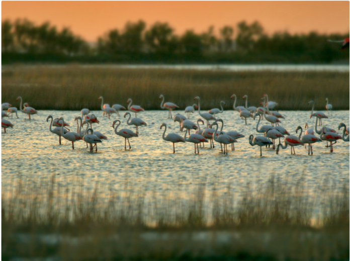 Siti Natura 2000 (foto di Archivio Parco Regionale Veneto del Delta del Po)