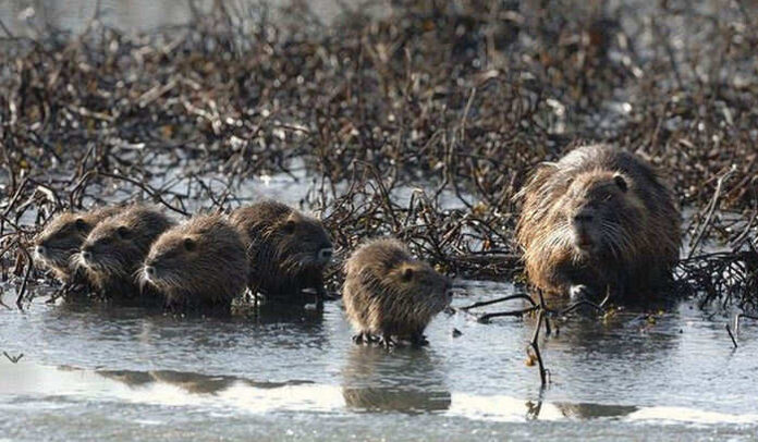 Nutrie, per l'OIPA non sono causa degli effetti alluvionali come sostiene Zaia