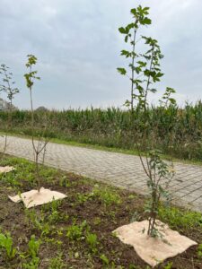 alberi piantati a maddalene in occasione della domenica ecologica