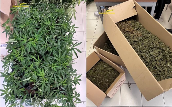 marijuana nel vicentino cascina monte di malo