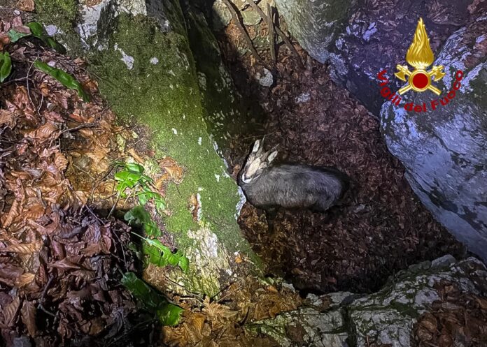 Vigili del fuoco salvano camoscio caduto in trincea della Prima Guerra mondiale a Monte Campolongo Valbrenta