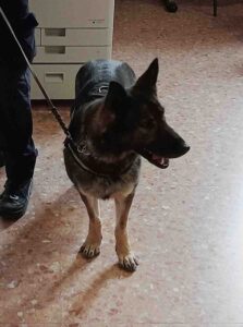 cane unità cinofila polizia locale vicenza