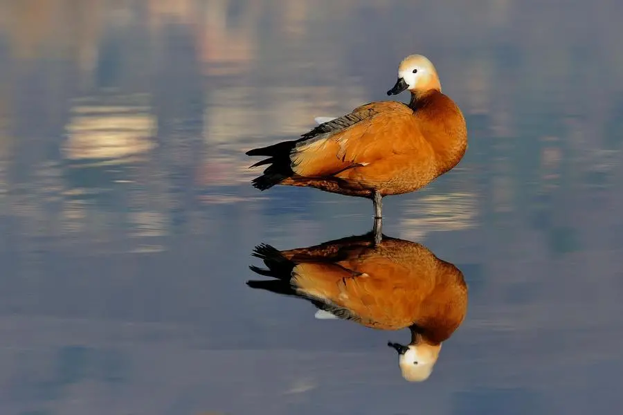 Anatra casarca in valle Pierimpiè