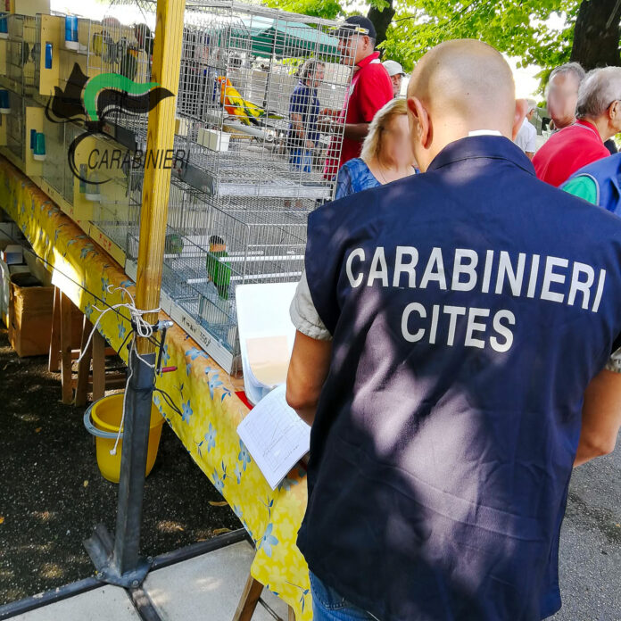 maltrattamento animali i carabinieri forestali scoprono uccellini con le ali tagliate