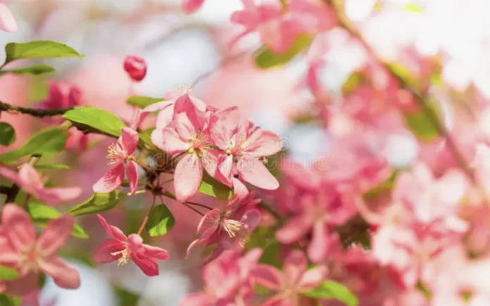 festa di primavera