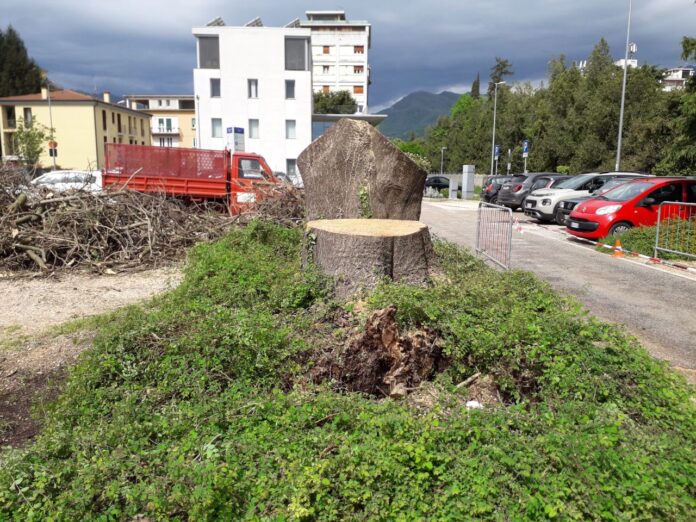 Schio alberi abbattuti in via Milano