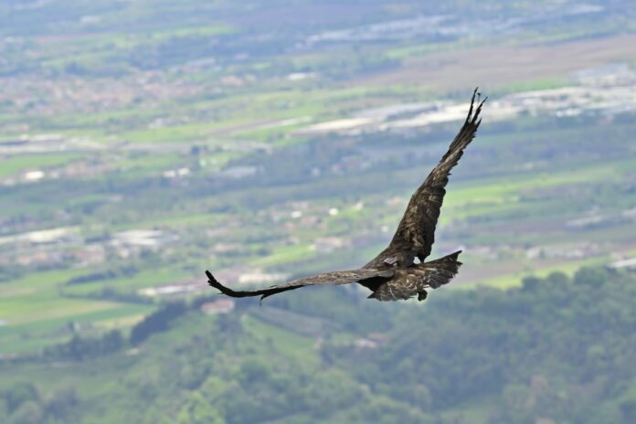 l'aquila ferita torna a volare